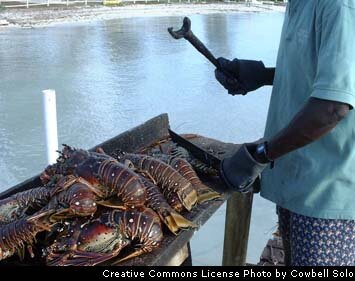 Preparing the Lobster
