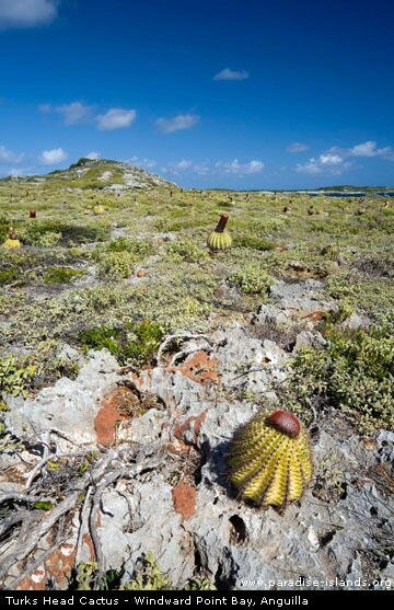 [http://www.paradise-islands.org/anguilla/images/turks-head-cactus.jpg]