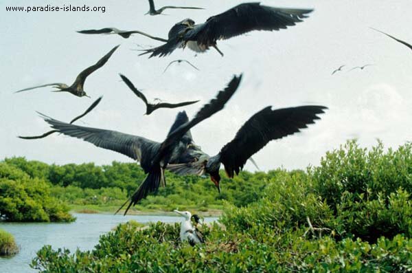 Frigate Bird Sanctuary Barbuda