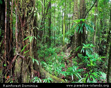 Rainforest Dominica