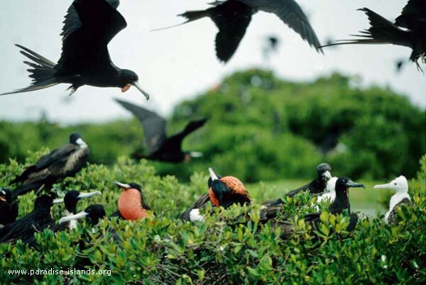 Frigate Birds