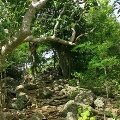 Guana Island Photos