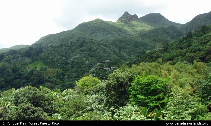 El Yunque Rain Forest Puerto Rico