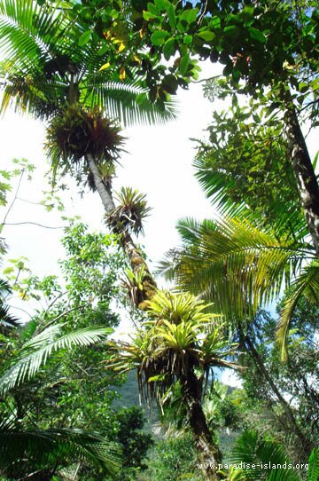 Rainforest Tree