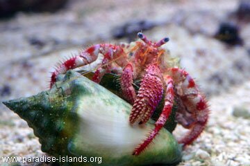 Hermit Crab